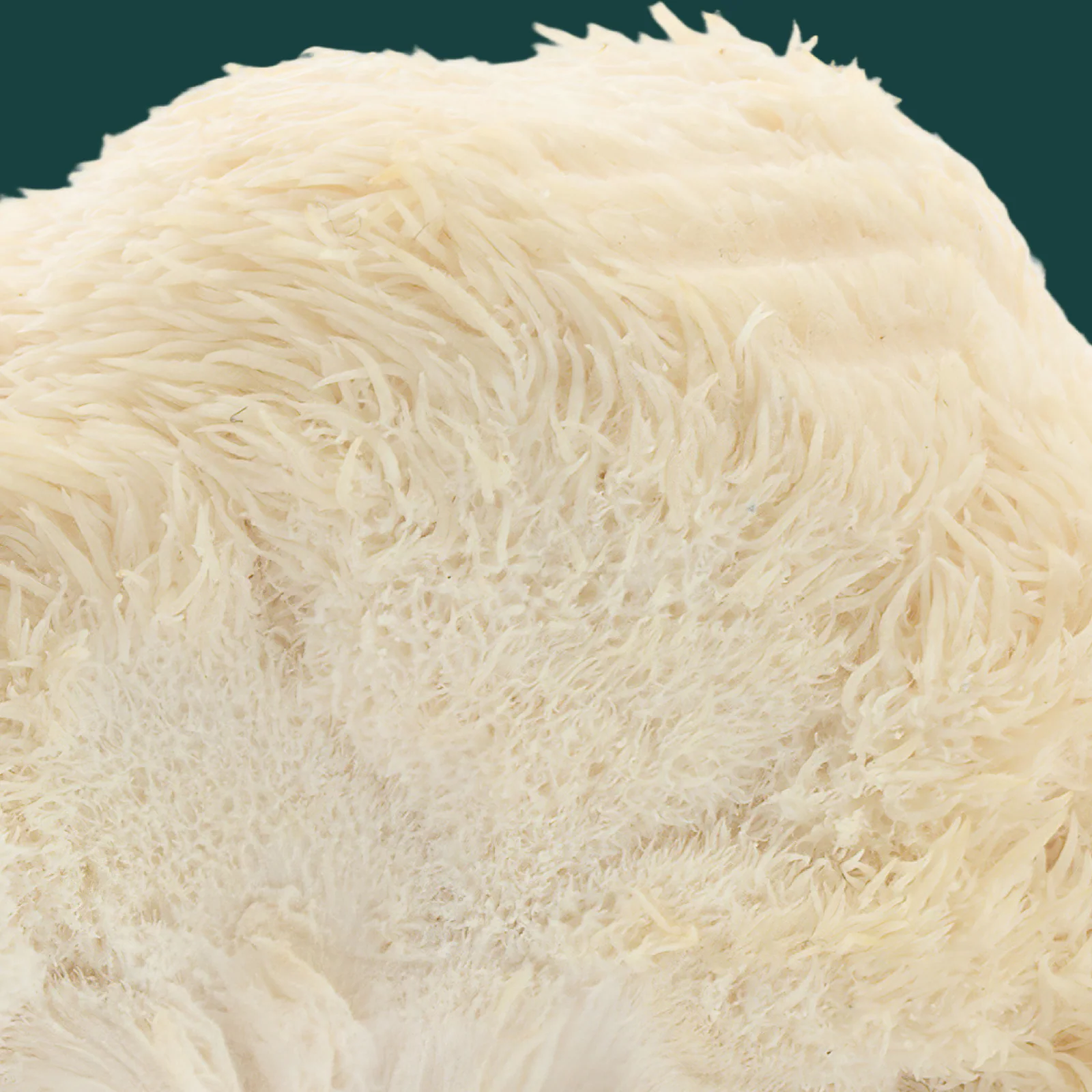 Focus Support Mushroom Gummies - Image 5