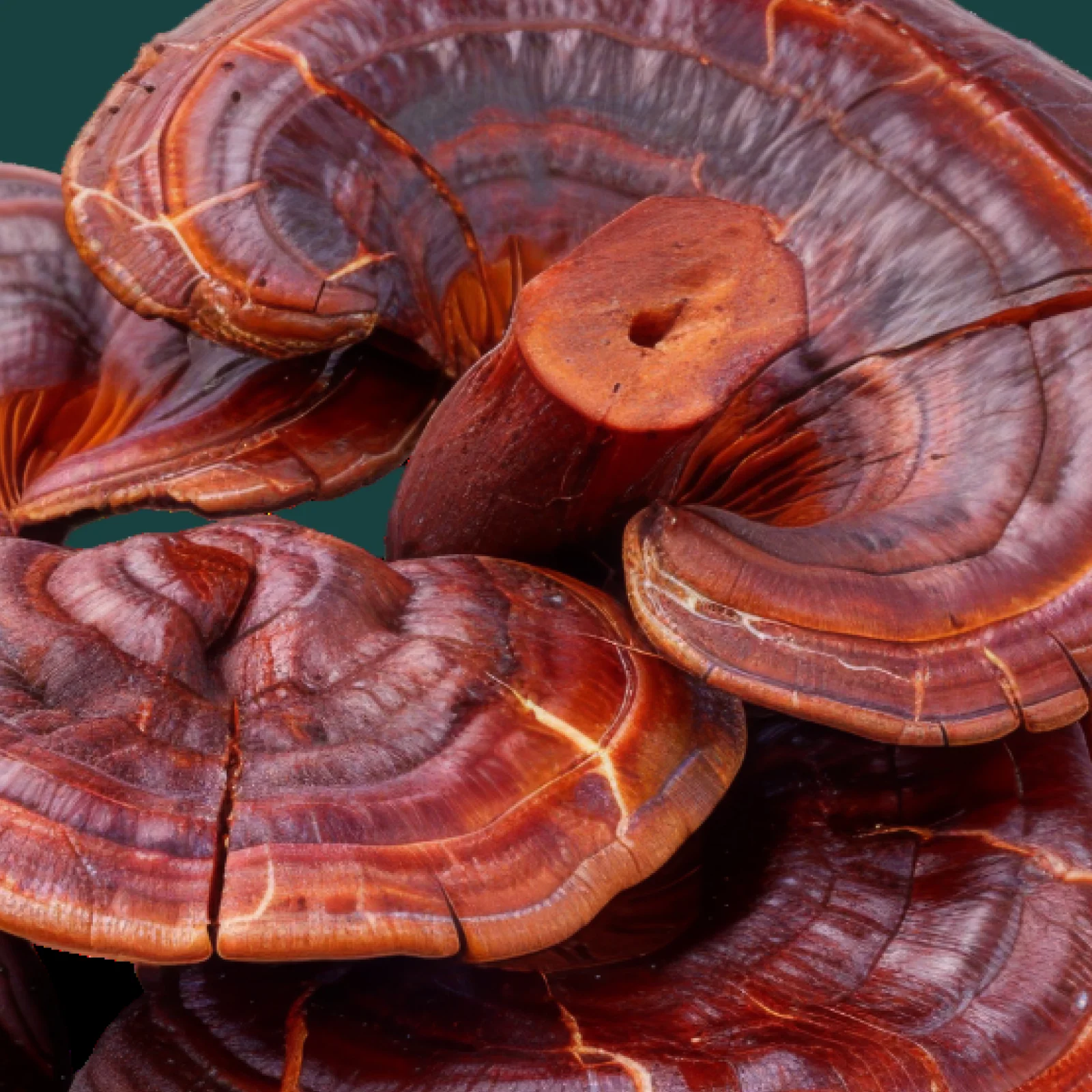 Stress Support Mushroom Gummies - Image 5